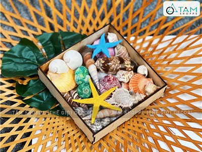 Set vỏ sò ốc hộp gỗ sao biển màu rực rỡ [Hàng đẹp - 12 loại] VOSOOC-SET02